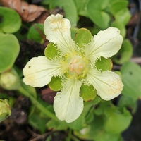 Parnassia gansuensis SDR5128